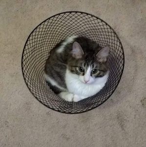 Meet your Posher, Amy